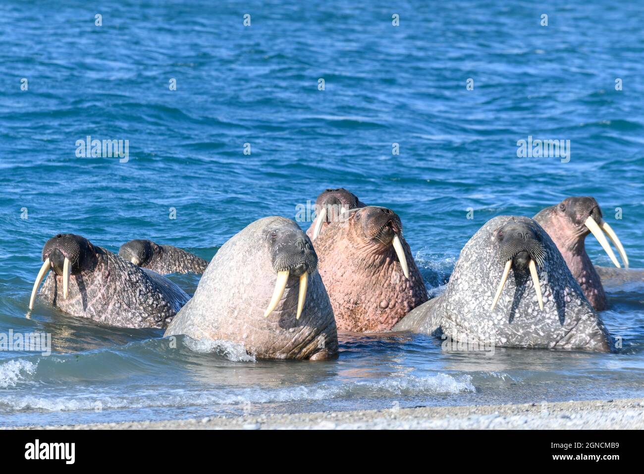 Famille de morses sur la rive. Paysage arctique. Banque D'Images