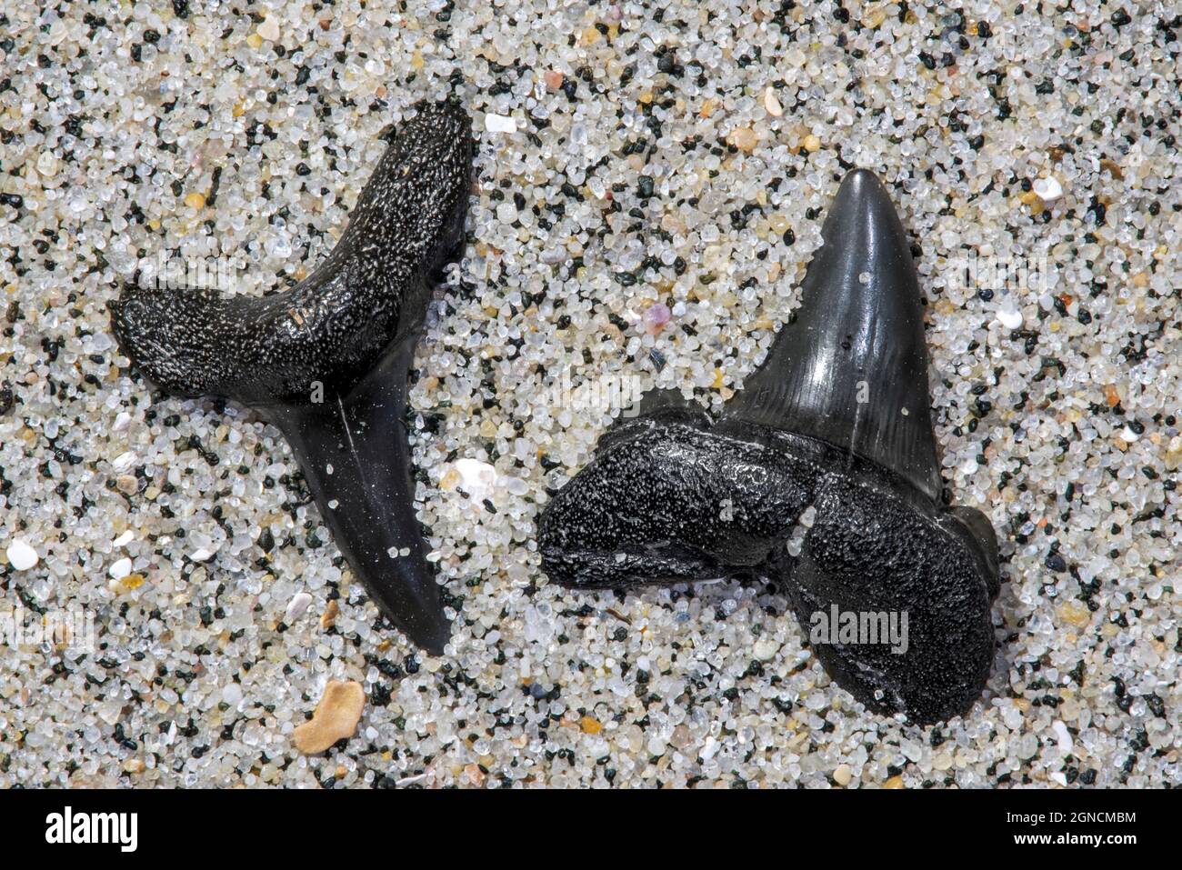 Dents de requin éocène fossilisées sur une plage de sable le long de la côte de la mer du Nord Banque D'Images