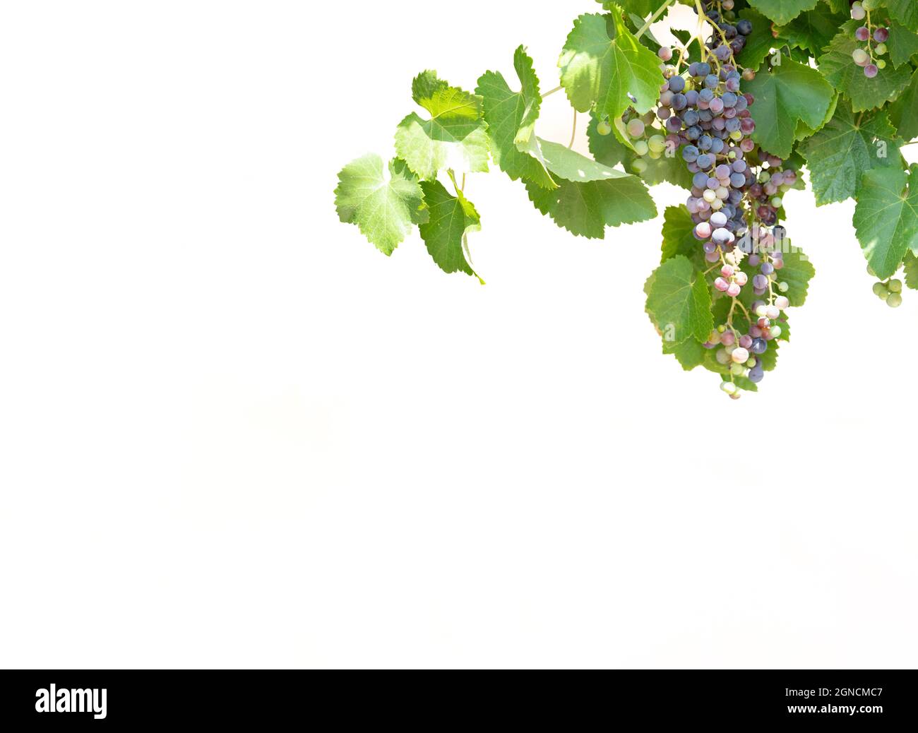 Arbre de vigne avec des raisins sur fond blanc Banque D'Images