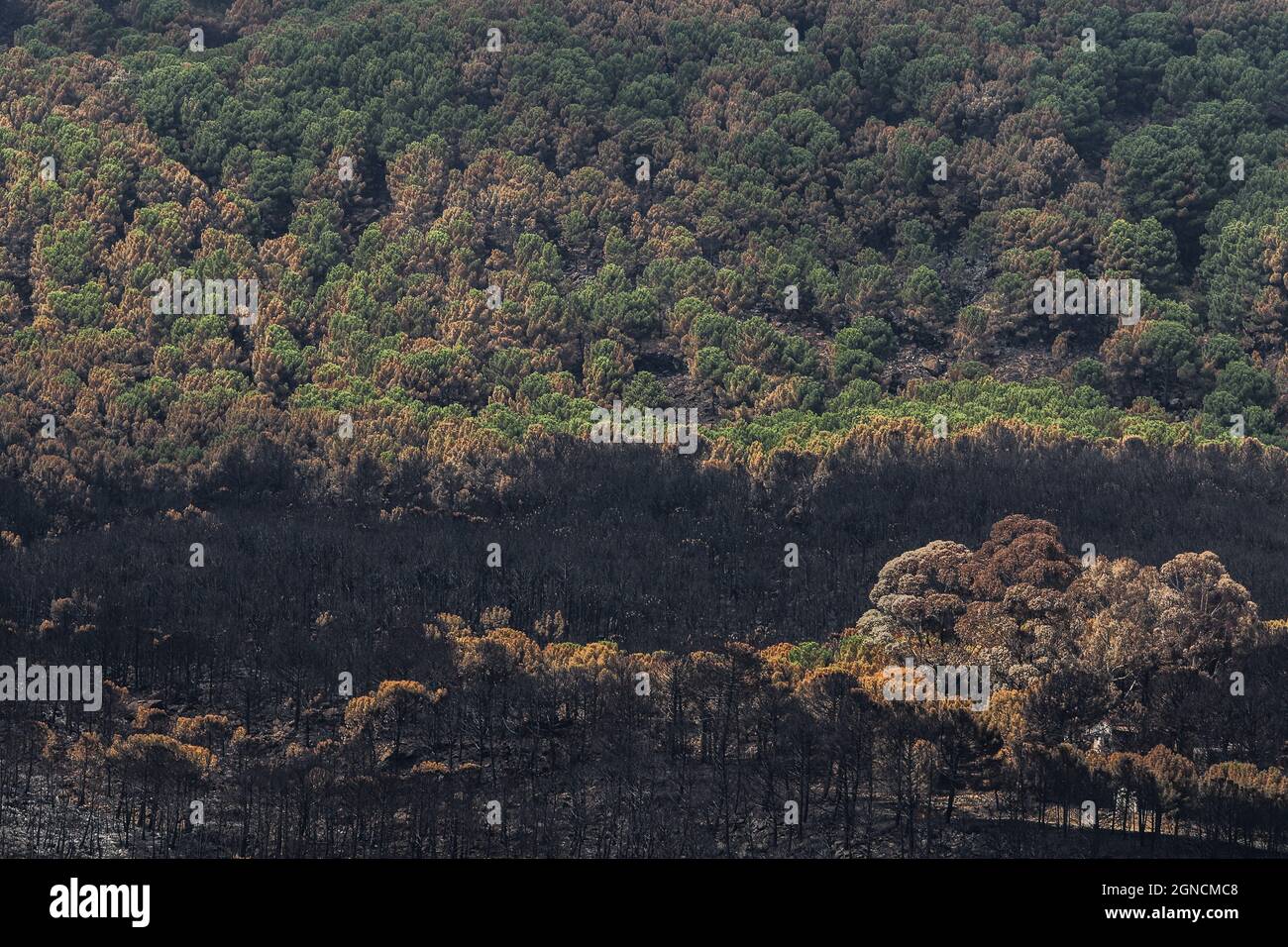 Malaga, Espagne. 24 septembre 2021. 24 septembre 2021 : 24 septembre 2021 (Estepona, Malaga) l'incendie qui a éclaté en Sierra Bermeja le 8 septembre et est resté incontrôlé jusqu'au jour 14, qui a brûlé environ 10,000 hectares et déplacé plus de 3600 personnes de sept villes, dont six ont été expulsées (Jubrique, Faraján, Júzcar, Alpandeire, Pujerra et Genalguacil), laissé derrière un terrain dévasté. Ce territoire, avec plusieurs sites Natura 2000 affectés, a laissé de nombreuses espèces sauvages désorientées, blessées et sans ressources nutritionnelles. On peut le considérer comme ce feu, le plus grand de l'année en Th Banque D'Images