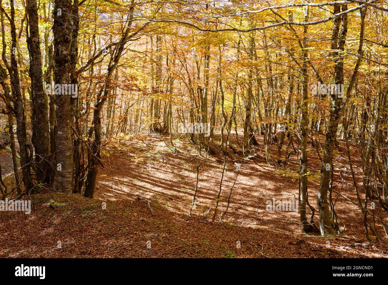 Forêt de hêtres en automne, parc national de Pollino, sud de l'Italie. Banque D'Images