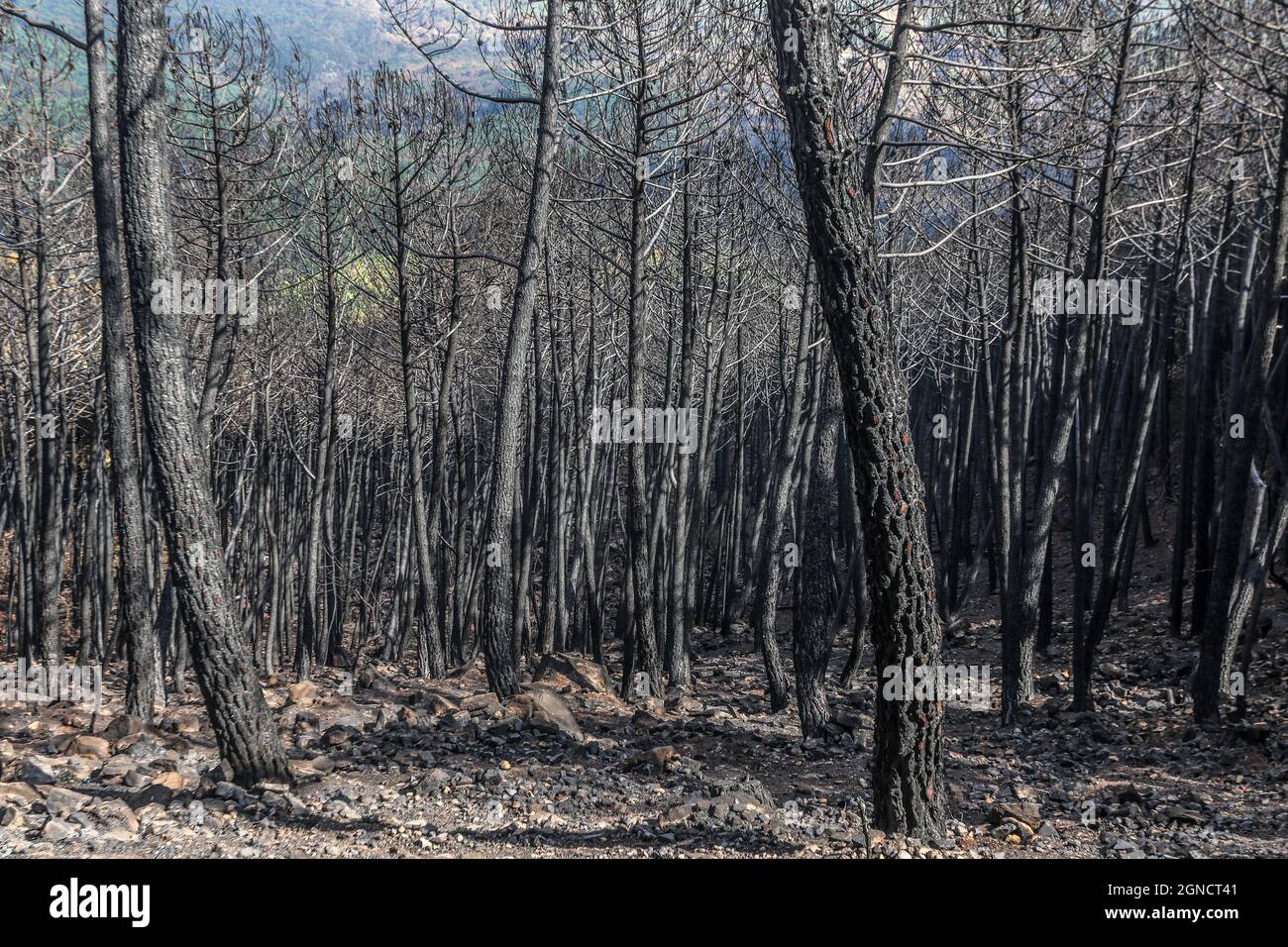 Malaga, Espagne. 24 septembre 2021. 24 septembre 2021 : 24 septembre 2021 (Estepona, Malaga) l'incendie qui a éclaté en Sierra Bermeja le 8 septembre et est resté incontrôlé jusqu'au jour 14, qui a brûlé environ 10,000 hectares et déplacé plus de 3600 personnes de sept villes, dont six ont été expulsées (Jubrique, Faraján, Júzcar, Alpandeire, Pujerra et Genalguacil), laissé derrière un terrain dévasté. Ce territoire, avec plusieurs sites Natura 2000 affectés, a laissé de nombreuses espèces sauvages désorientées, blessées et sans ressources nutritionnelles. On peut le considérer comme ce feu, le plus grand de l'année en Th Banque D'Images
