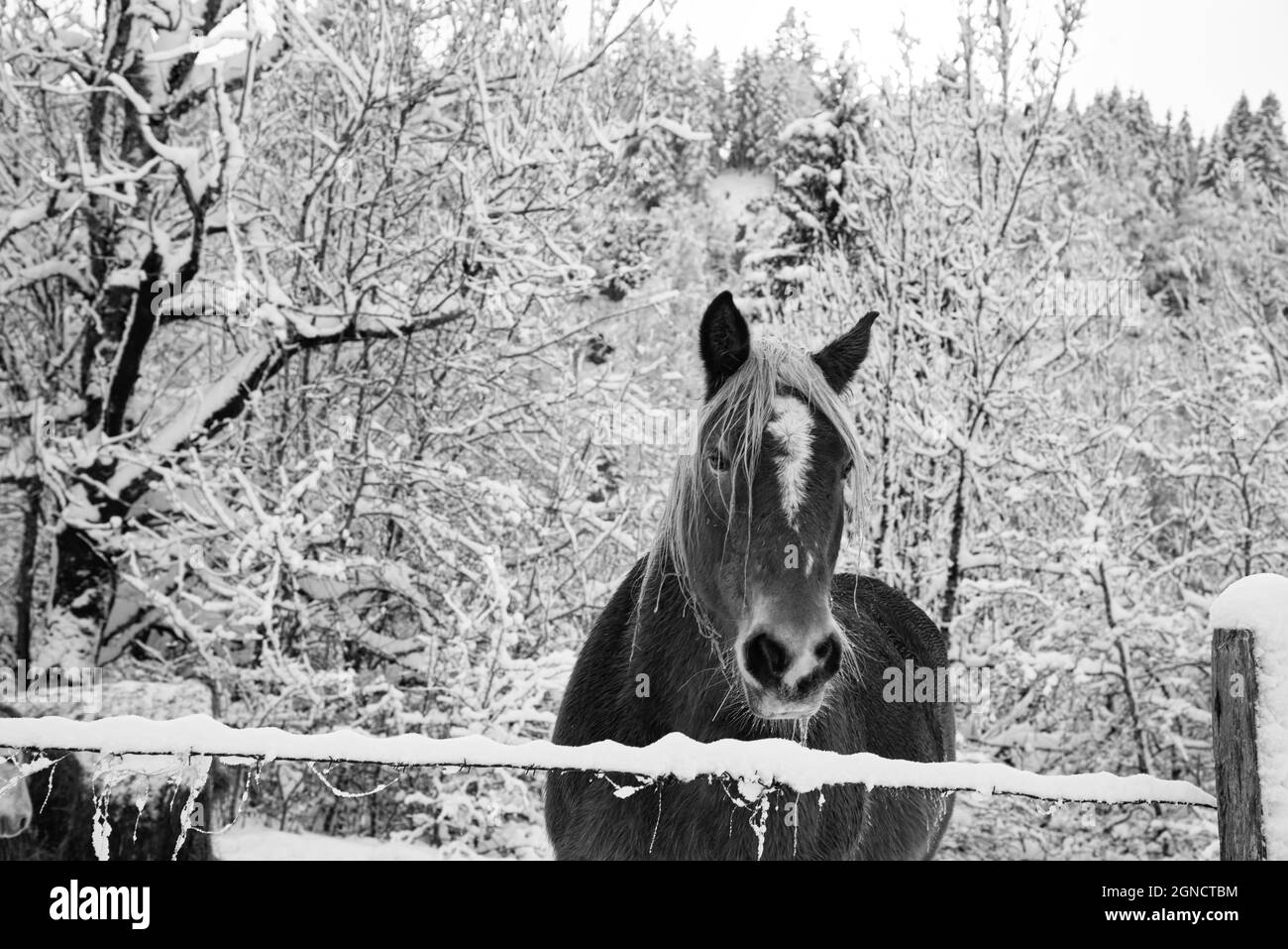 Chevaux dans la neige. Jura, France. Conte de foire d'hiver. Photo historique noir blanc Banque D'Images