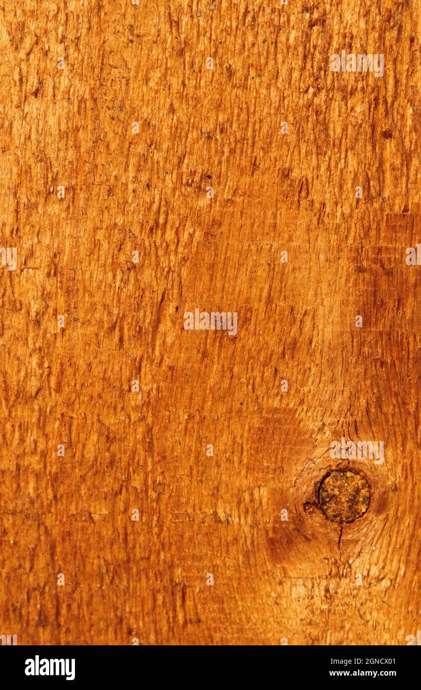 grain de pin dans une agréable couleur marron Banque D'Images