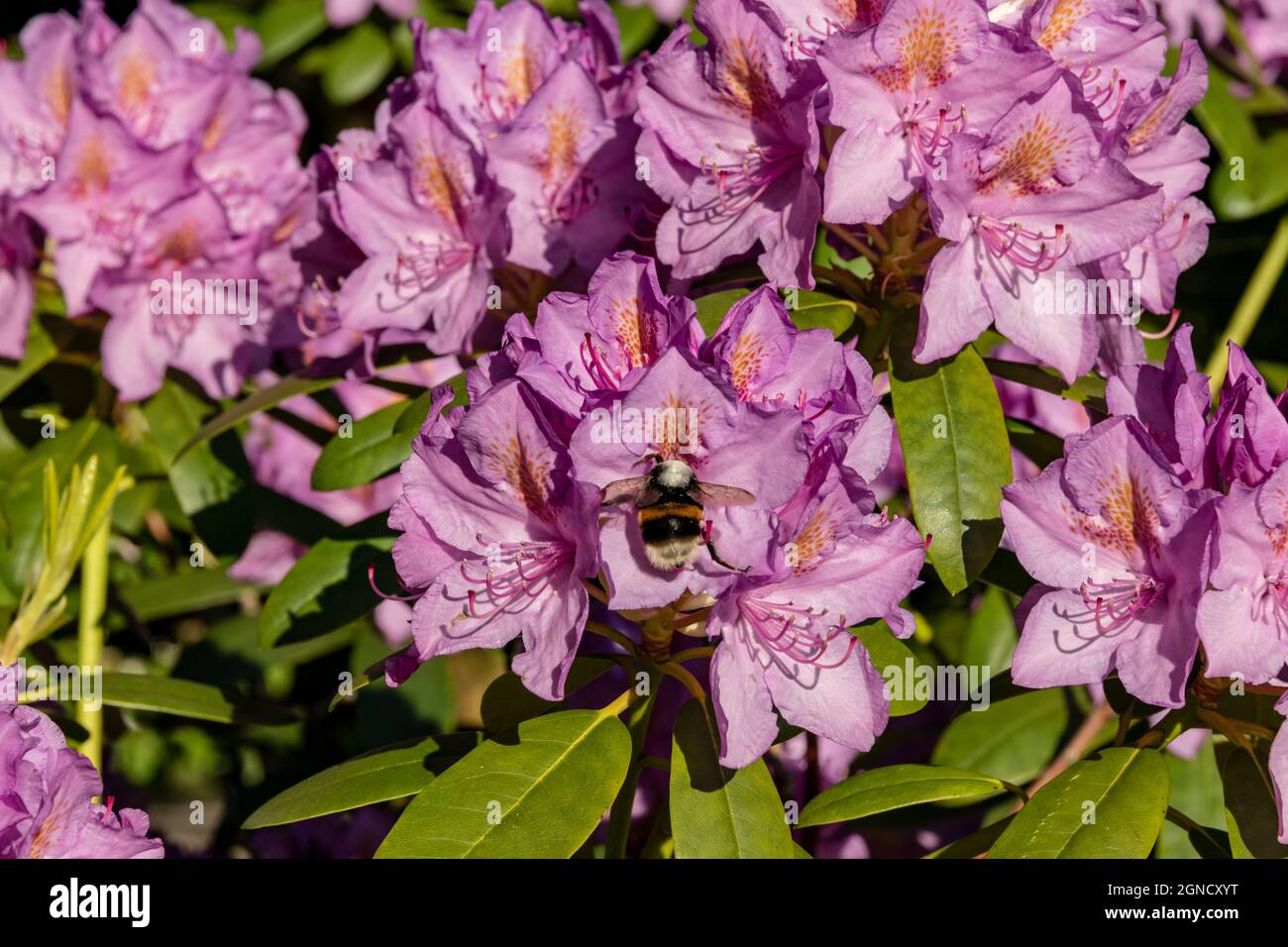 Rose Tree Rhododendrum Rhododendron bumblebee closeup Banque de photographies et d’images à ...