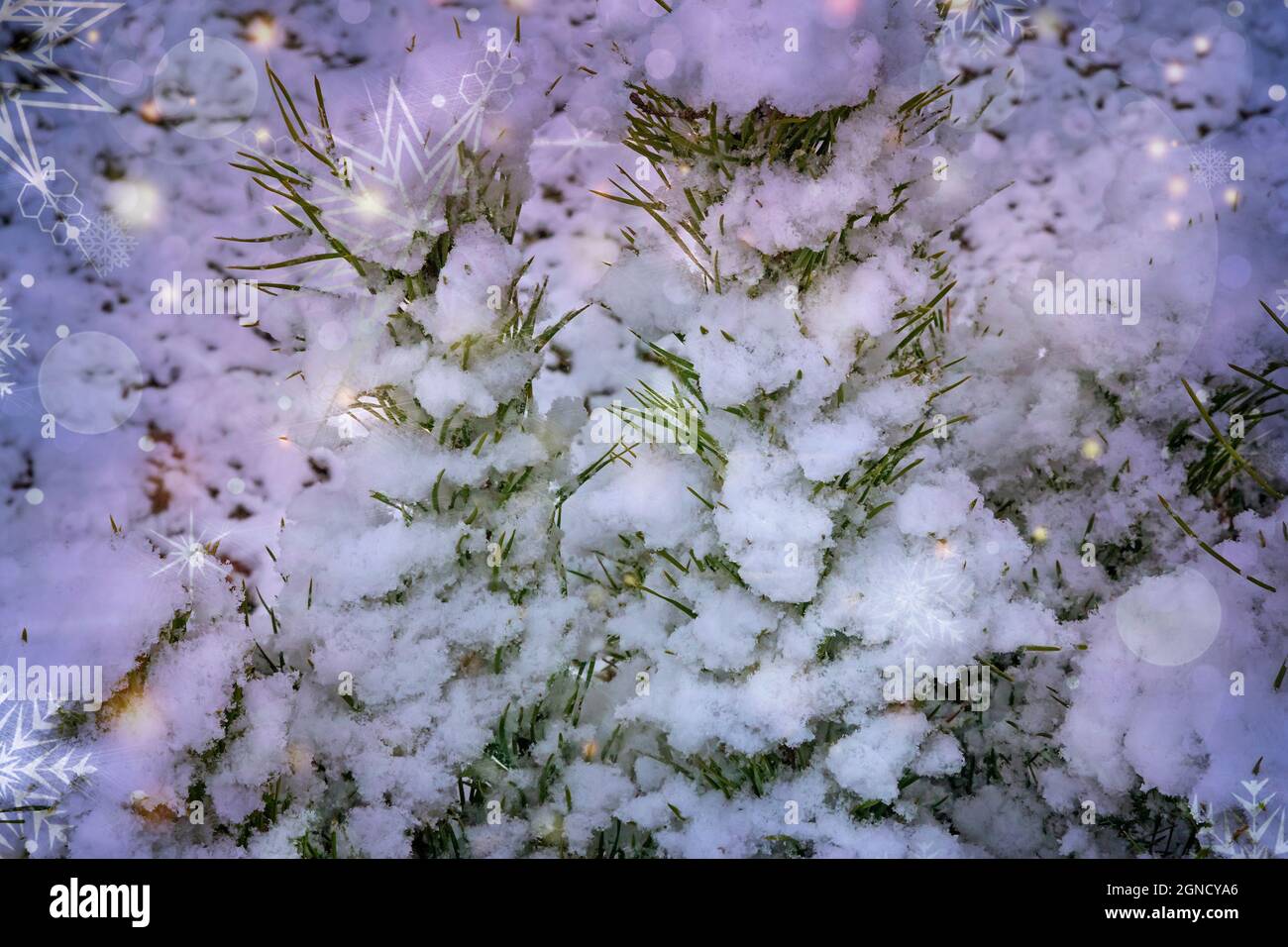Voeux de Noël, ambiance festive pour l'arrière-plan des images. Banque D'Images