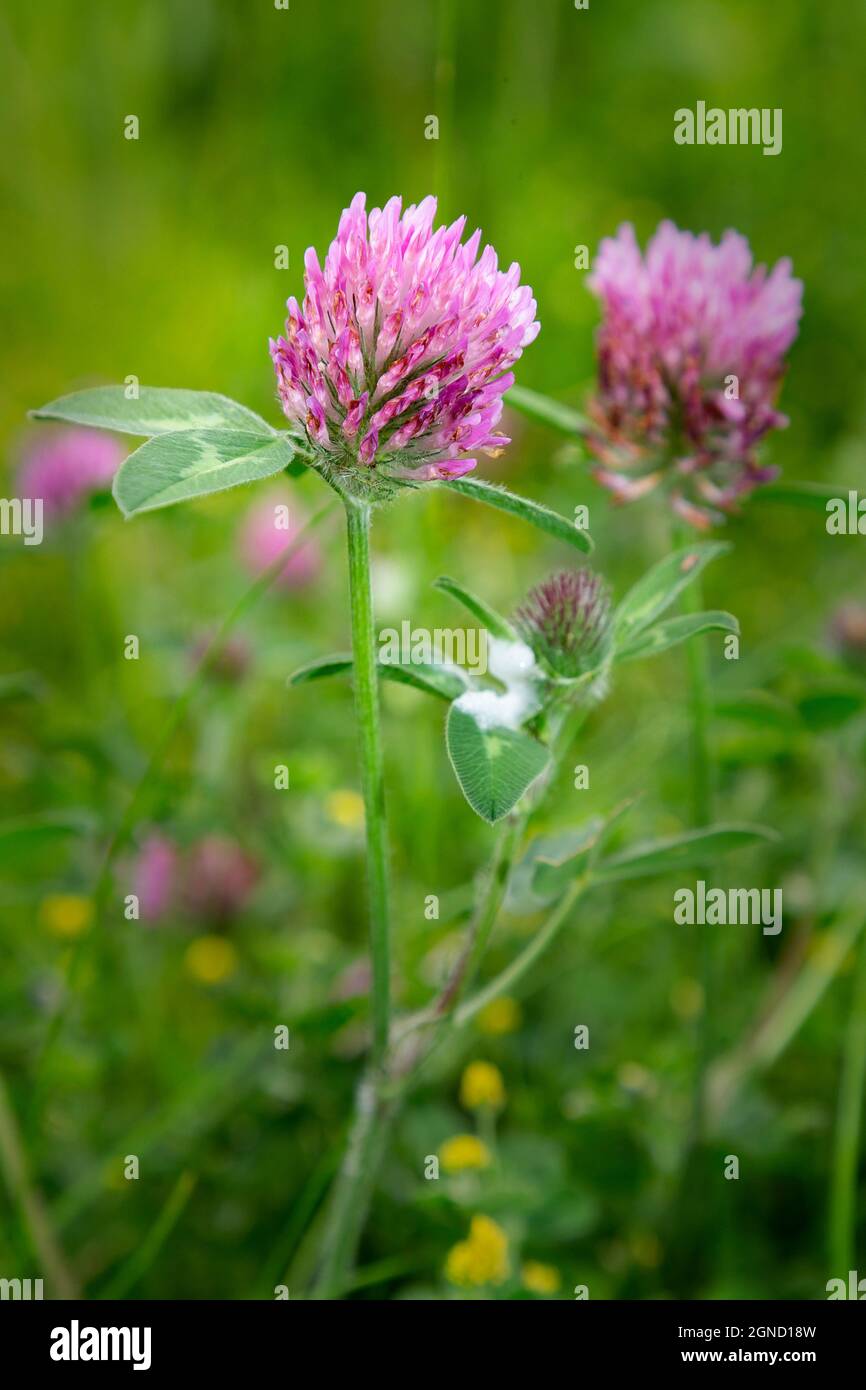 Fleur de trèfle rose poussant dans un pré Banque D'Images