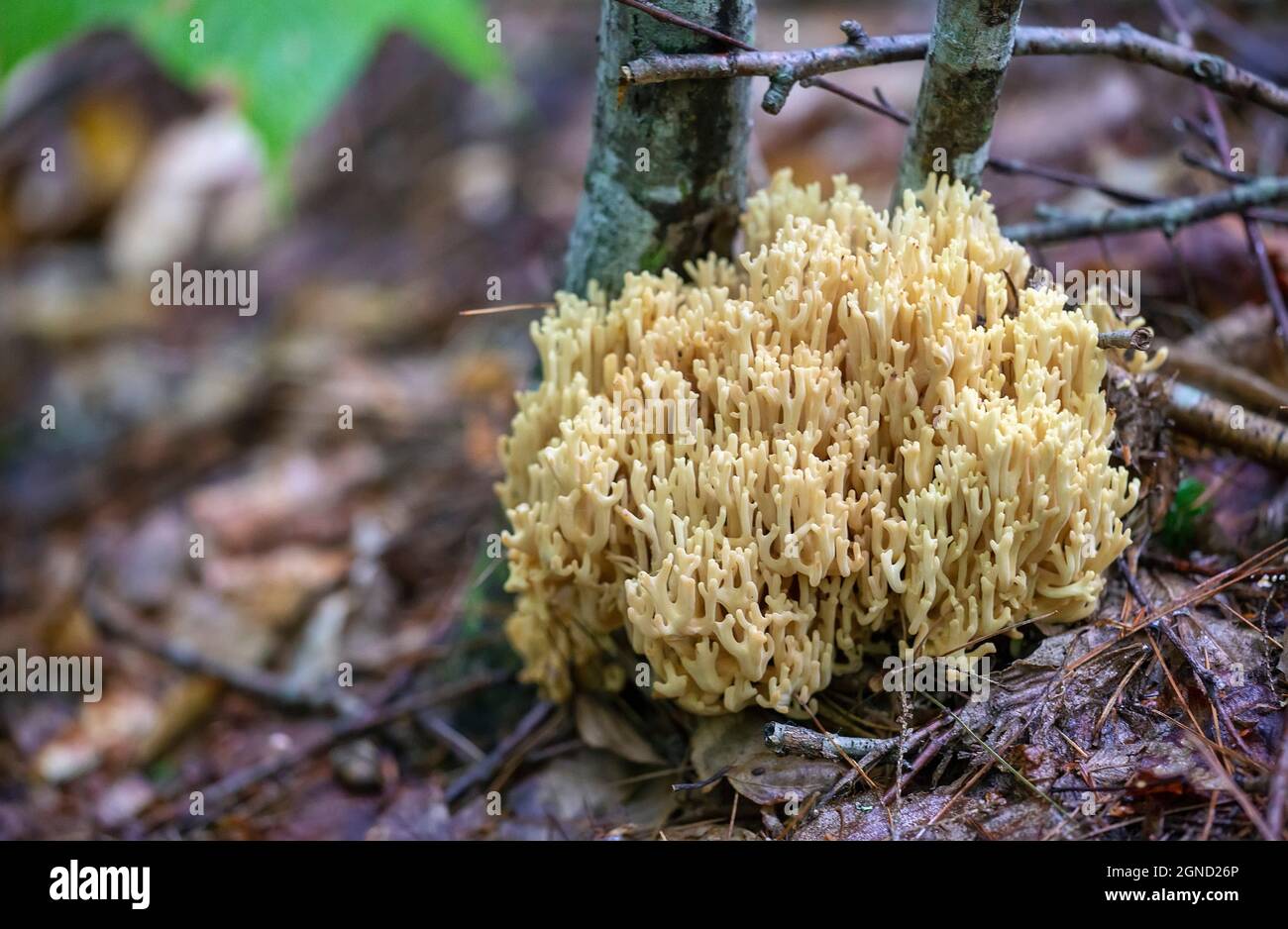 Gros plan photo des champignons Clavarioïdes, communément appelés champignons de corail. Banque D'Images