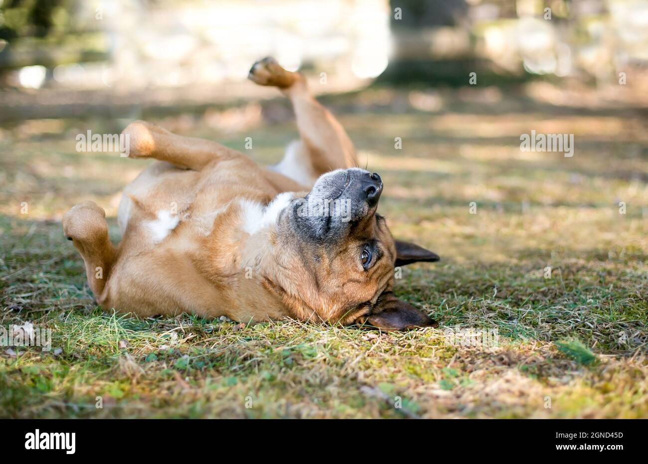 Un chien joyeux de race mixte de berger qui roule sur son dos dans l'herbe Banque D'Images