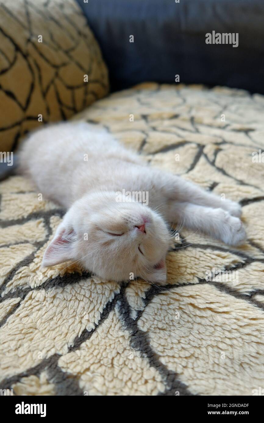 Gros plan d'un petit chat crémeux de Shorthair britannique qui se couche sur le canapé Banque D'Images