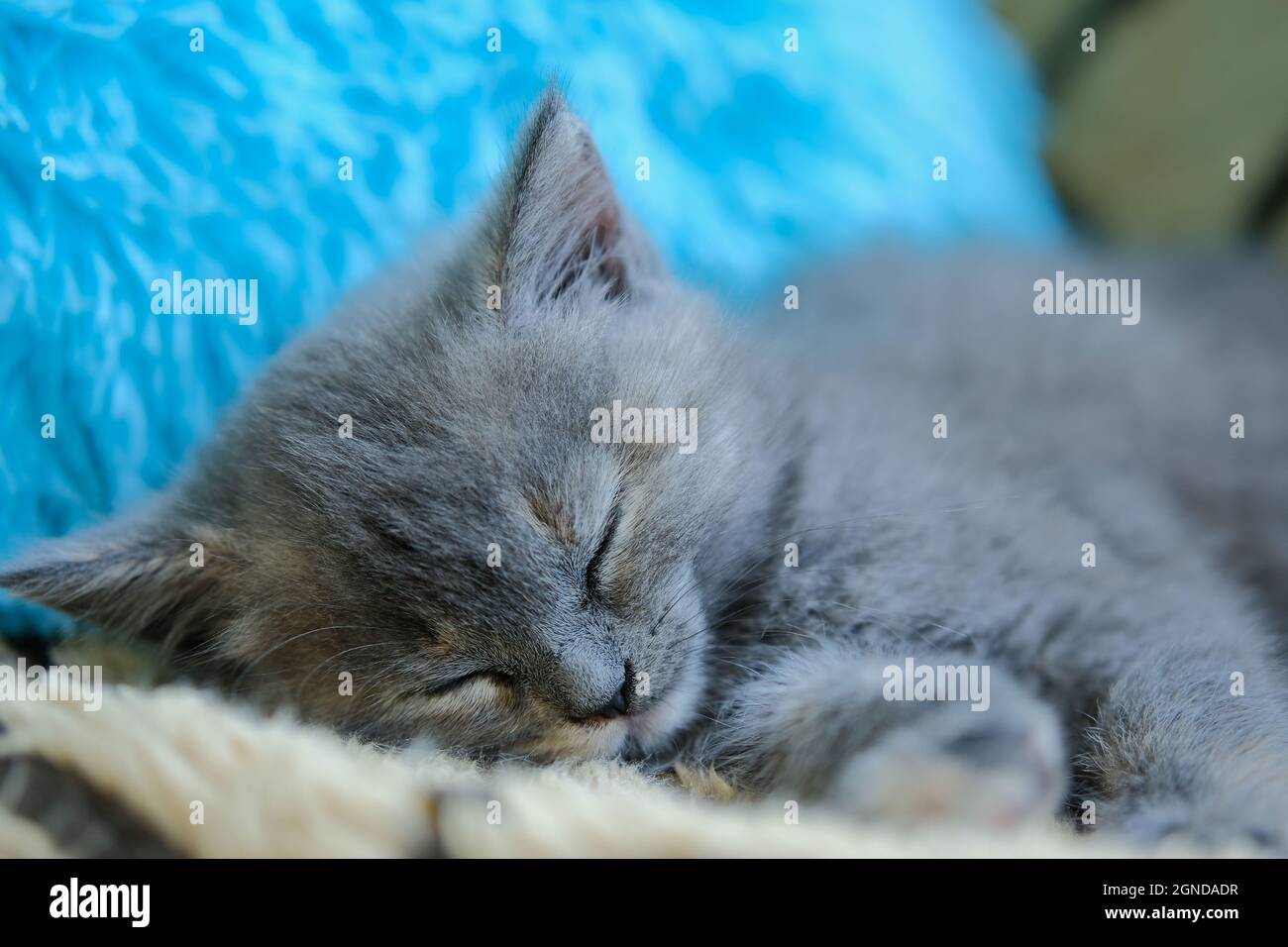 gros plan d'un petit chaton endormi sur le fond d'un oreiller bleu Banque D'Images