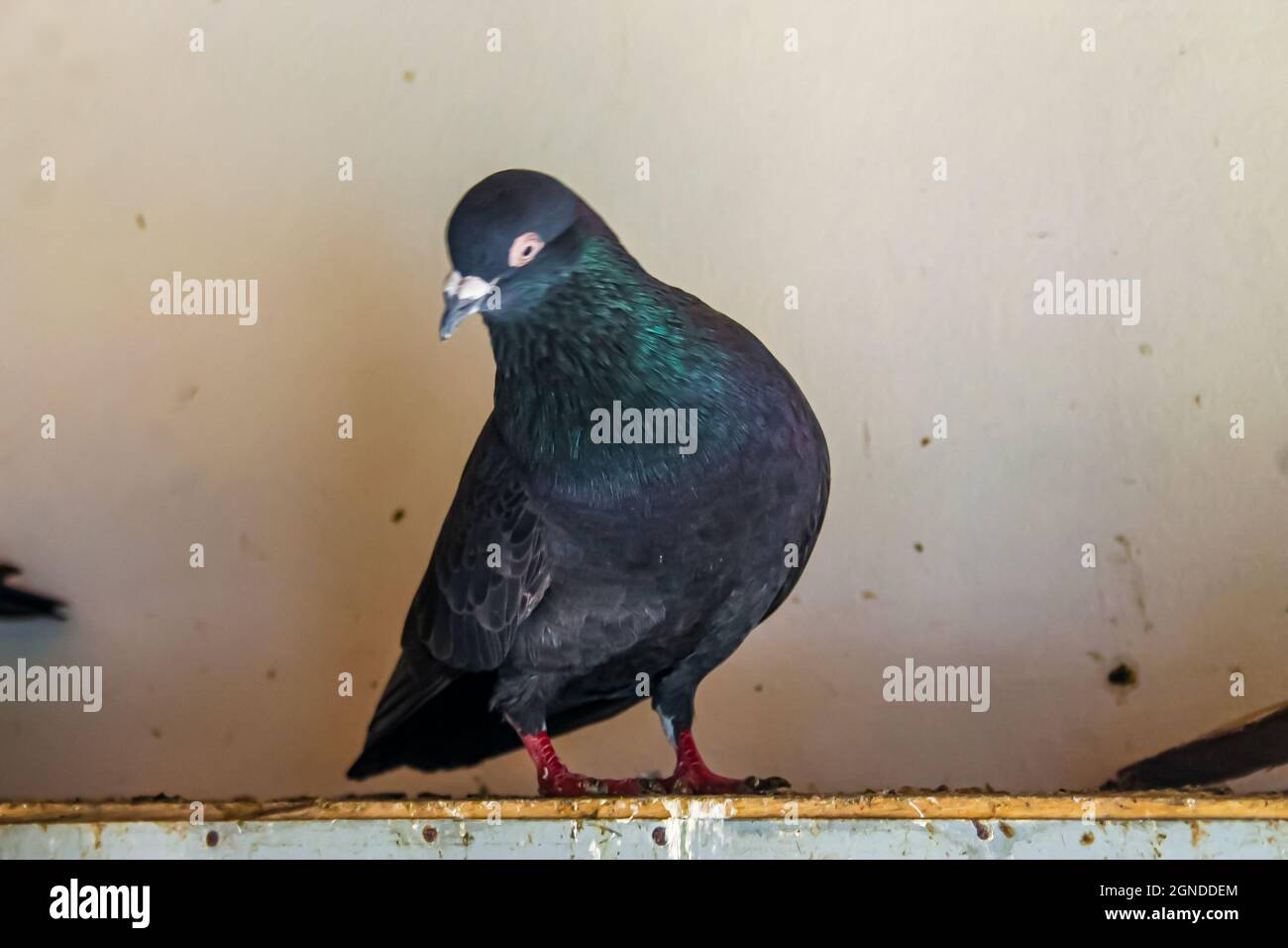 Magnifique pigeon gris dans une maison abandonnée Banque D'Images