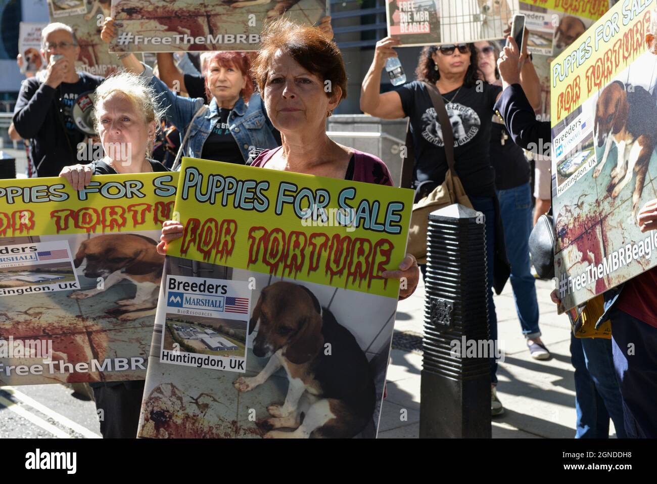 Londres, Royaume-Uni. 24 septembre 2021. Les manifestants tiennent des pancartes pendant le rassemblement Free the MBR Beagles.les militants se sont rassemblés devant le Home Office pour demander la libération des beagles au MBR Acres (ressources Marshall) et contre l'utilisation de chiens dans les tests de toxicité médicale et chimique. Crédit : SOPA Images Limited/Alamy Live News Banque D'Images