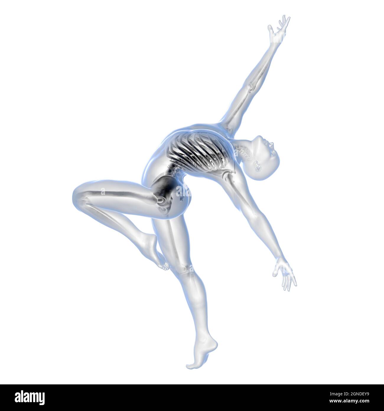 Anatomie d'un danseur, illustration Banque D'Images