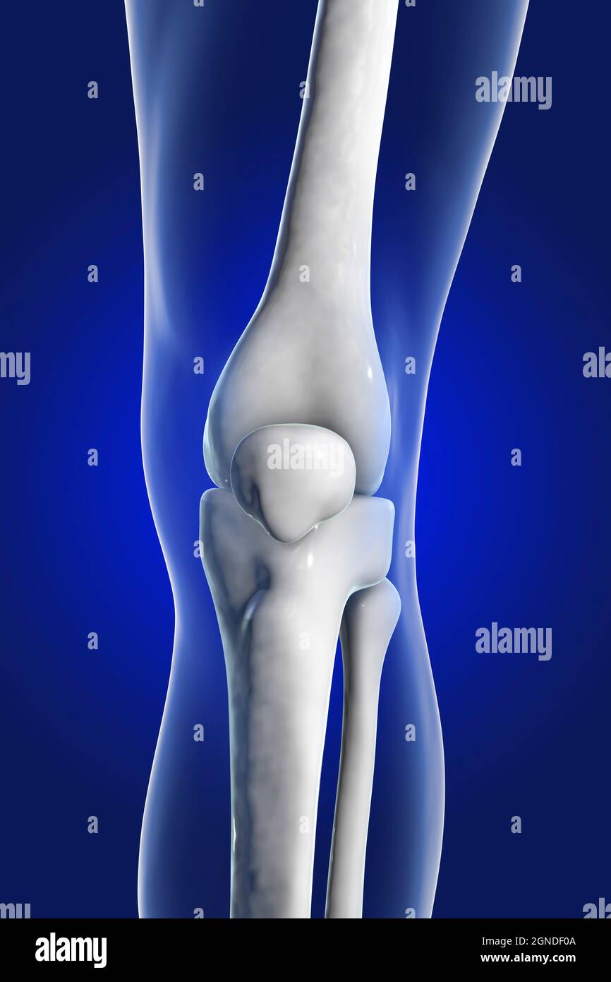 Les droits de l'articulation du genou, illustration Banque D'Images