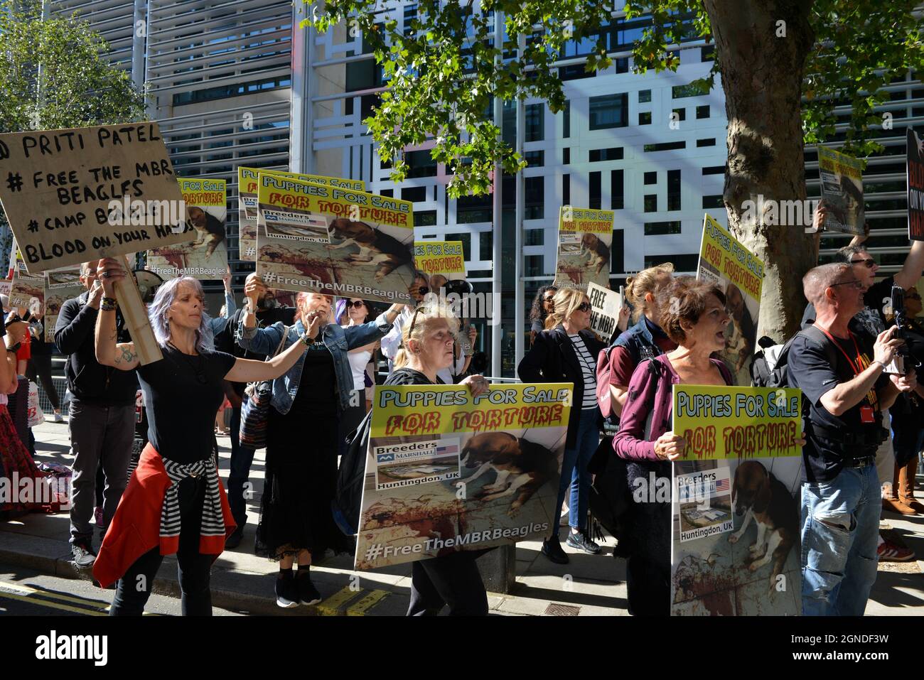 Londres, Royaume-Uni. 24 septembre 2021. Les manifestants tiennent des pancartes pendant le rassemblement Free the MBR Beagles.les militants se sont rassemblés devant le Home Office pour demander la libération des beagles au MBR Acres (ressources Marshall) et contre l'utilisation de chiens dans les tests de toxicité médicale et chimique. (Photo de Thomas Krych/SOPA Images/Sipa USA) crédit: SIPA USA/Alay Live News Banque D'Images