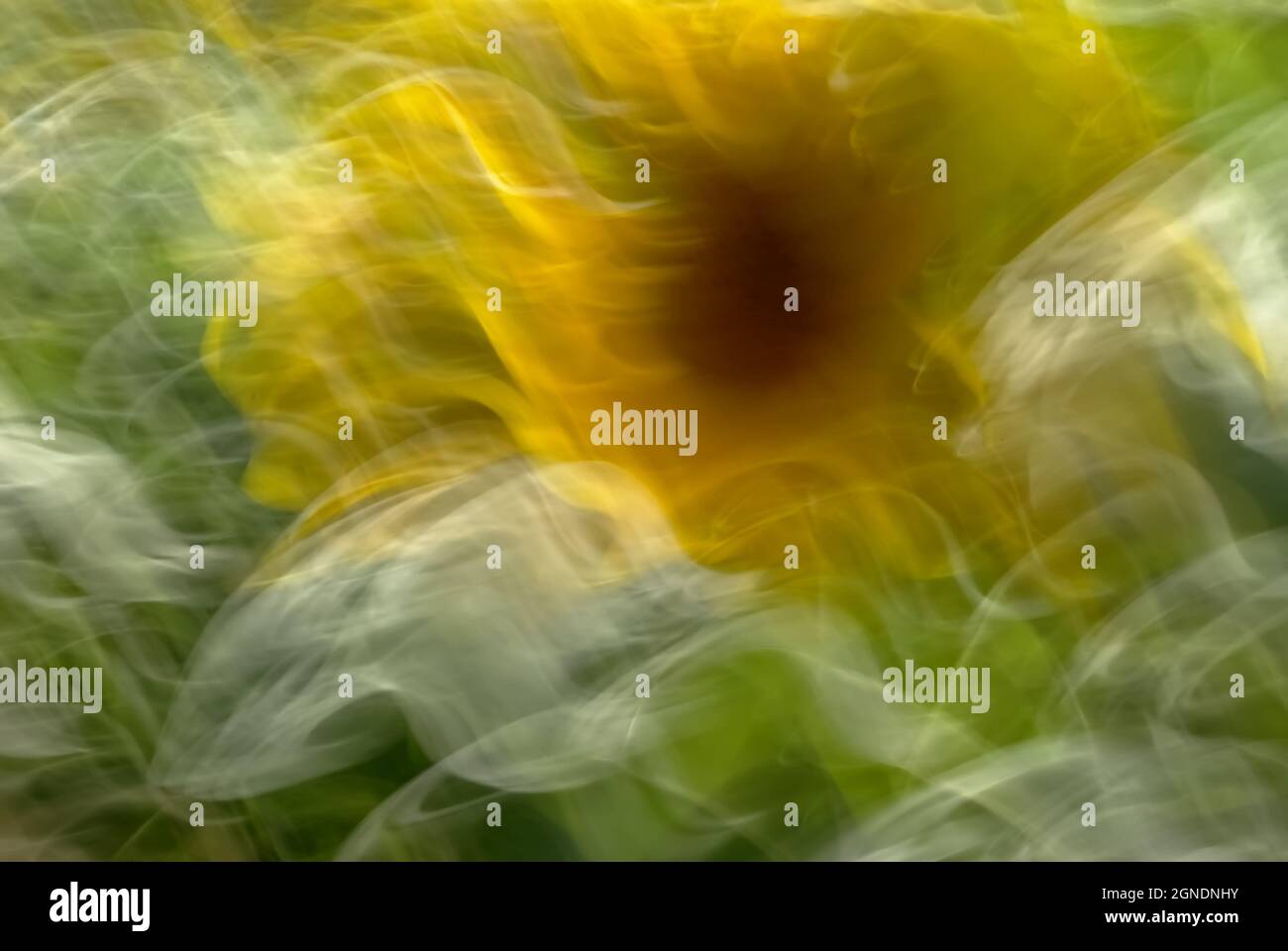 Tournesol ICM et Résumé Banque D'Images