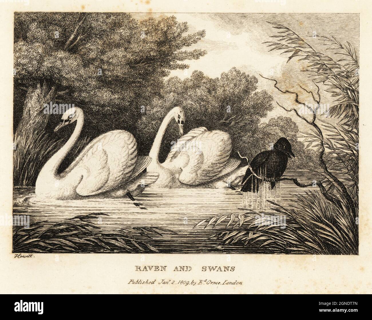 Un corbeau essaie de laver sa couleur noire pour être plus comme les cygnes blancs purs dans un étang. Raven et cygnes. Une illustration d'une fable par l'auteur grec Aesop. Gravure en coperplate tirée et gravée de la vie par Samuel Howitt de son propre ouvrage A New Work of Animals, principalement conçu à partir des Fables d'Aesop, gay et Phaedrus, Edward Orme, Londres, 1811. Banque D'Images
