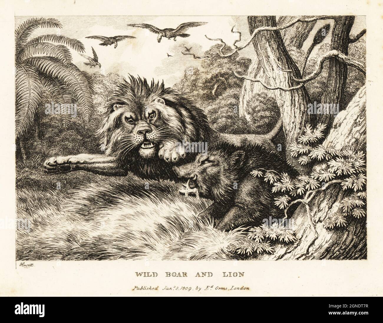Un lion et un sanglier se battent tandis que les vautours encerclant au-dessus. Sanglier et lion. Illustration d'une fable grecque. Gravure en coperplate tirée et gravée de la vie par Samuel Howitt de son propre ouvrage A New Work of Animals, principalement conçu à partir des Fables d'Aesop, gay et Phaedrus, Edward Orme, Londres, 1811. Banque D'Images