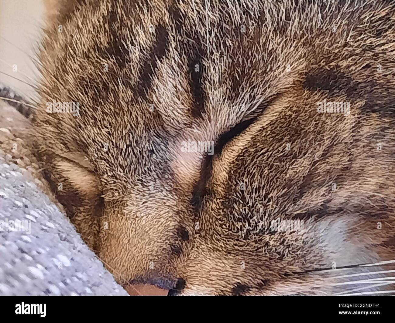 Gros plan de Sleeping Kitten Banque D'Images