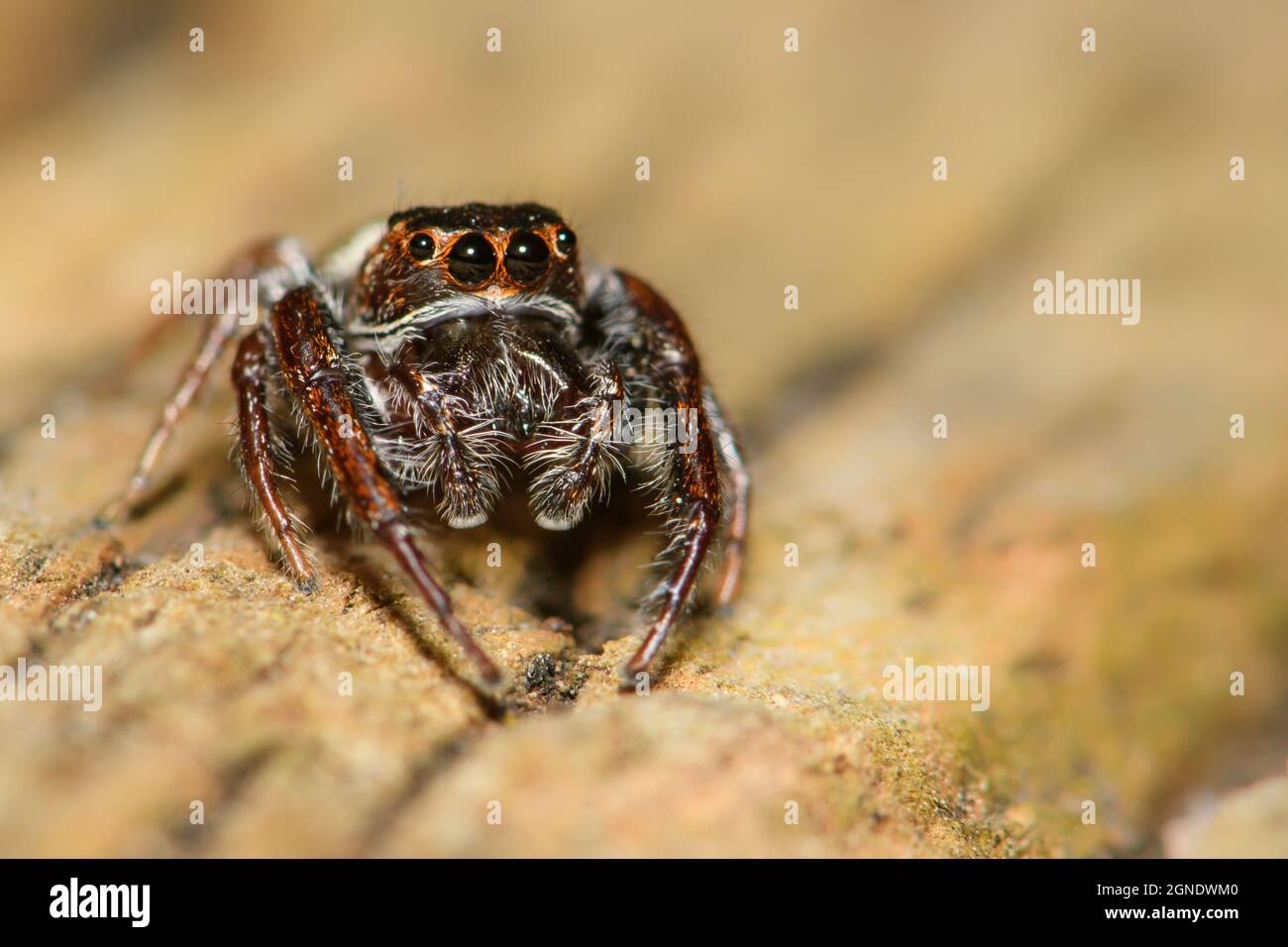 Garden Jumping Spider sur la chasse. Banque D'Images