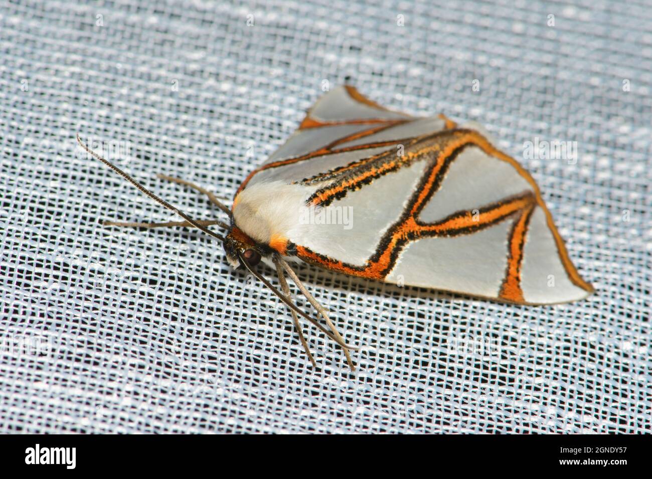 Un Satin Moth de Clara à un piège à lumière. Banque D'Images