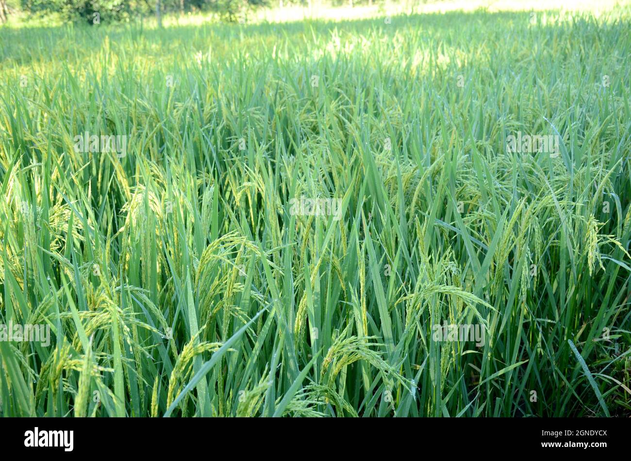 gros plan sur le bouquet de rizières mûres vertes en pleine croissance avec le grain dans la ferme sur fond vert-brun hors foyer. Banque D'Images