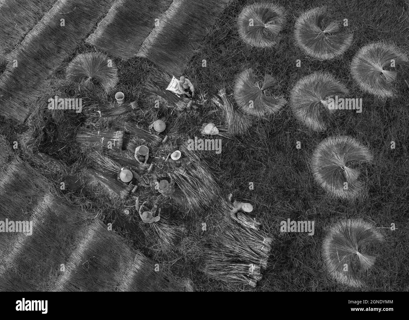 L'été sur le champ de la cague Mang Thit, Vinh long Banque D'Images