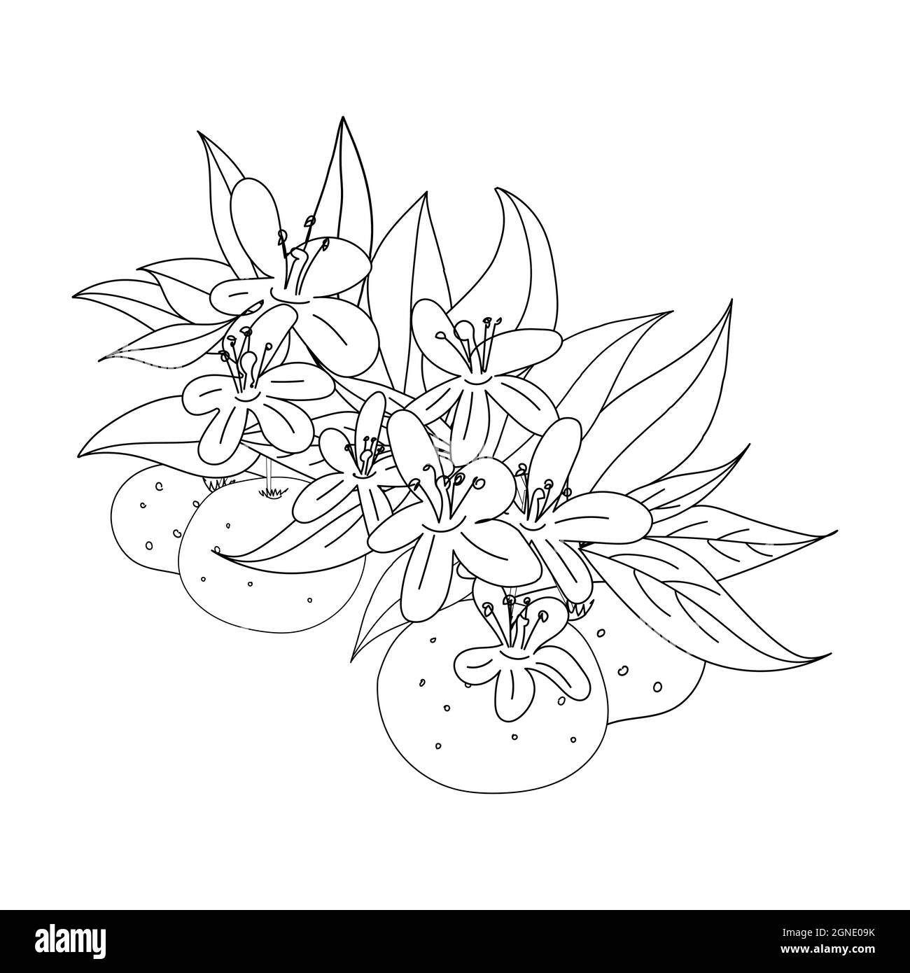 Illustration vectorielle d'une branche fleurie avec fleurs et mandarine et orange. Style boosé noir et blanc. Illustration de Vecteur