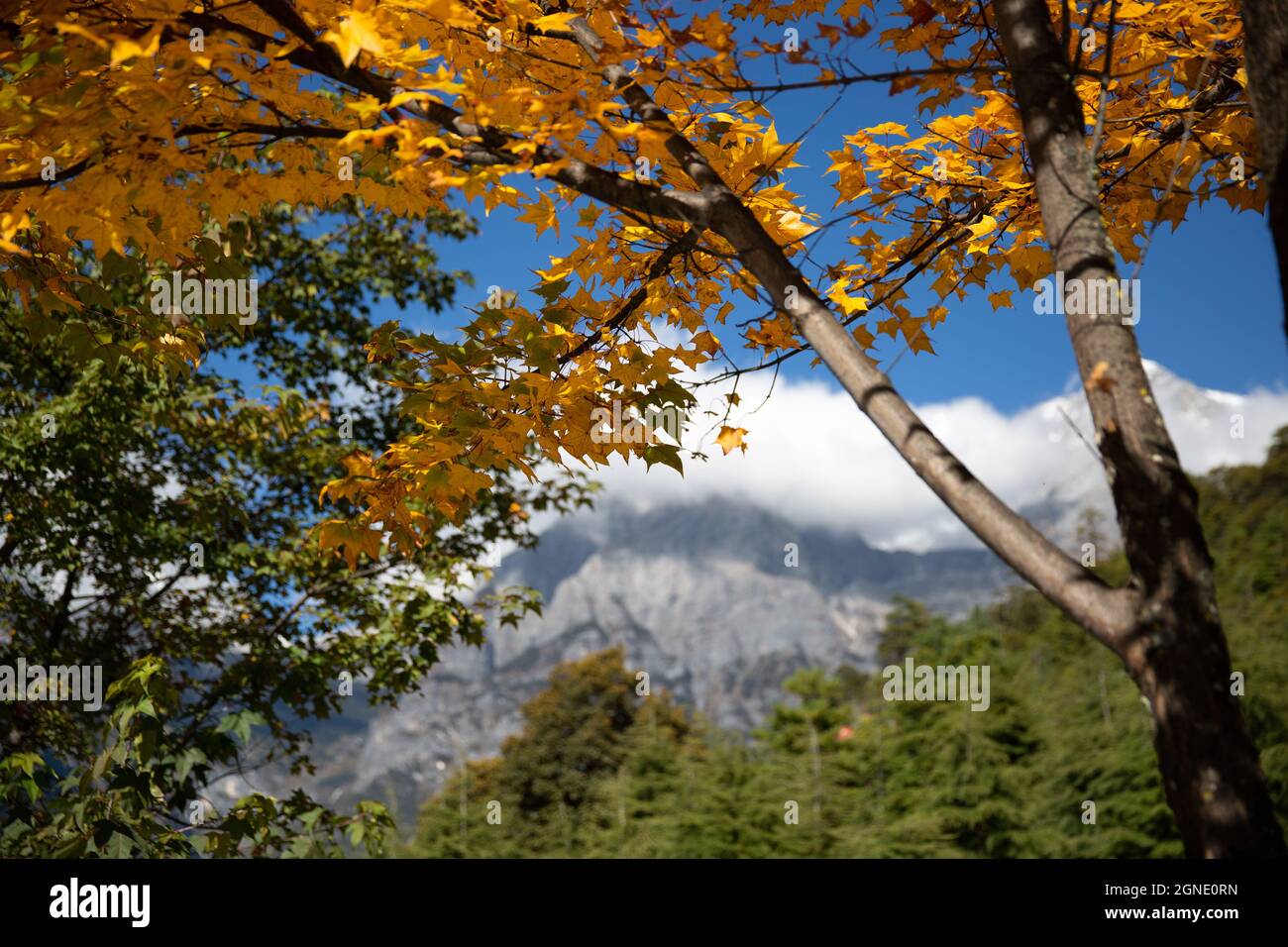 Blue Moon Valley lijiang Chine en octobre Banque D'Images