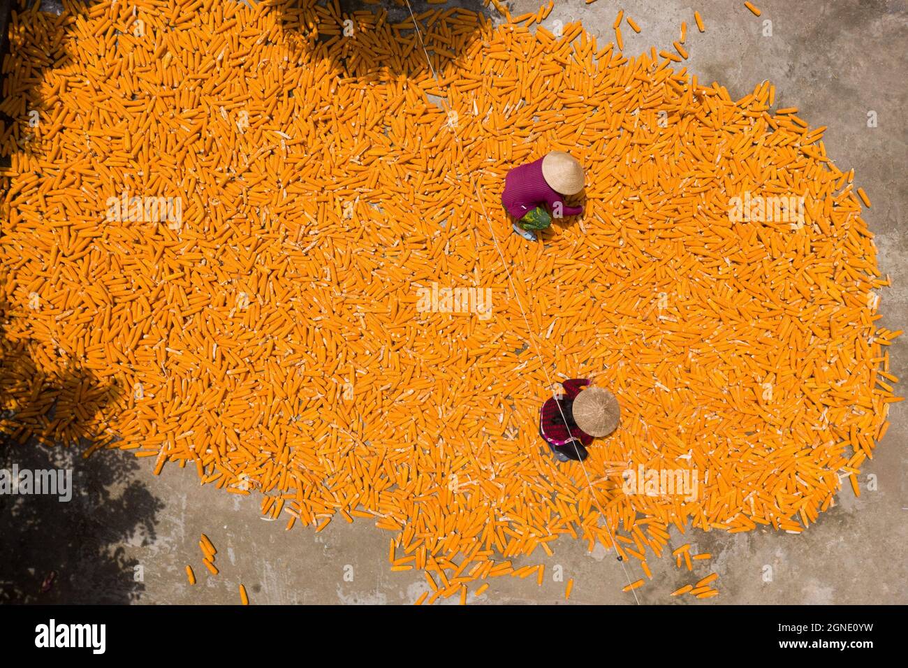 Séchage du maïs au soleil Banque D'Images