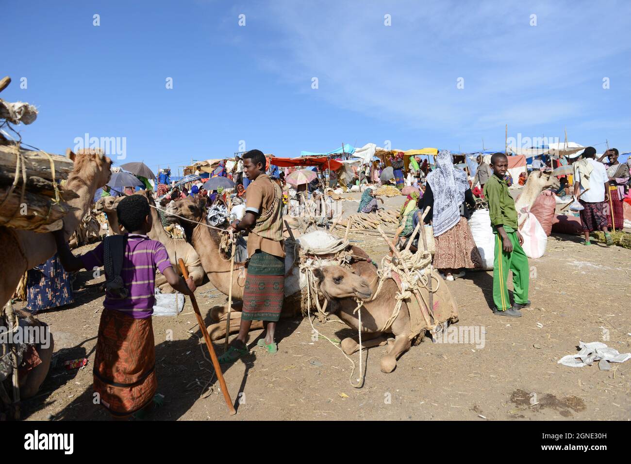 Chameaux au marché hebdomadaire de Bati, en Éthiopie. Banque D'Images