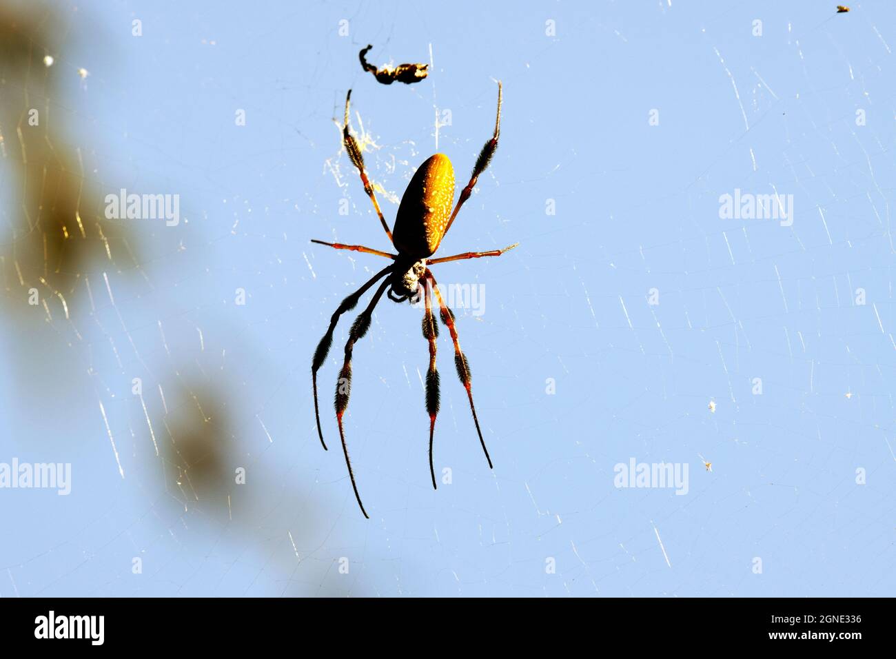 Argiope aurantia Noir et jaune araignée de jardin sur la toile Banque D'Images