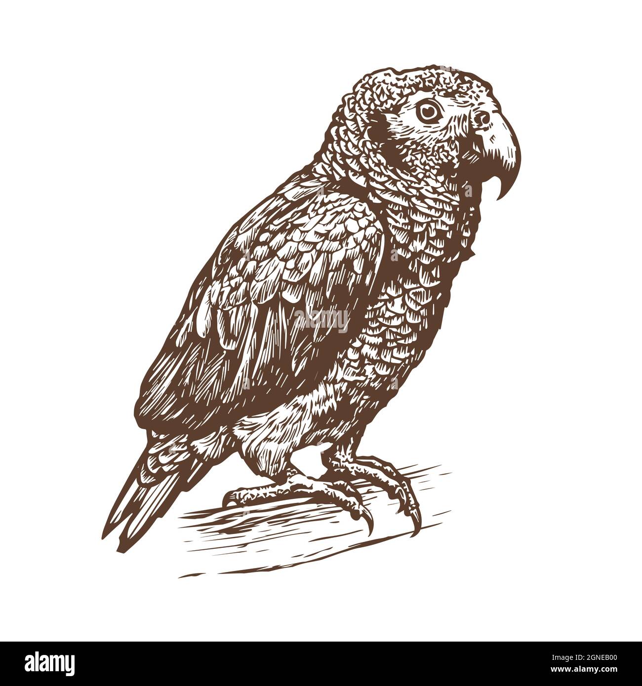Oiseau Dessin Realiste Noir Et Blanc Perroquet réaliste sur branche isolée sur fond blanc. Dessin à la main avec  esquisse d'oiseau. Illustration vectorielle vintage Image Vectorielle Stock  - Alamy