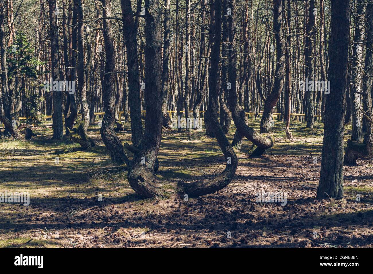 arbres crookés de la forêt dansante vue à la cronian spit le jour ensoleillé Banque D'Images