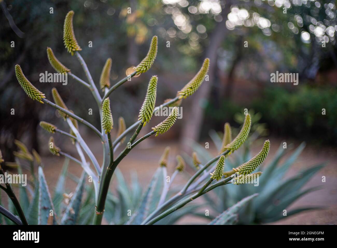Fleur d'aloès jaune en fleur dans le parc Kruger, Afrique du Sud. Les aloès sont couramment utilisés dans les traitements naturels. Banque D'Images