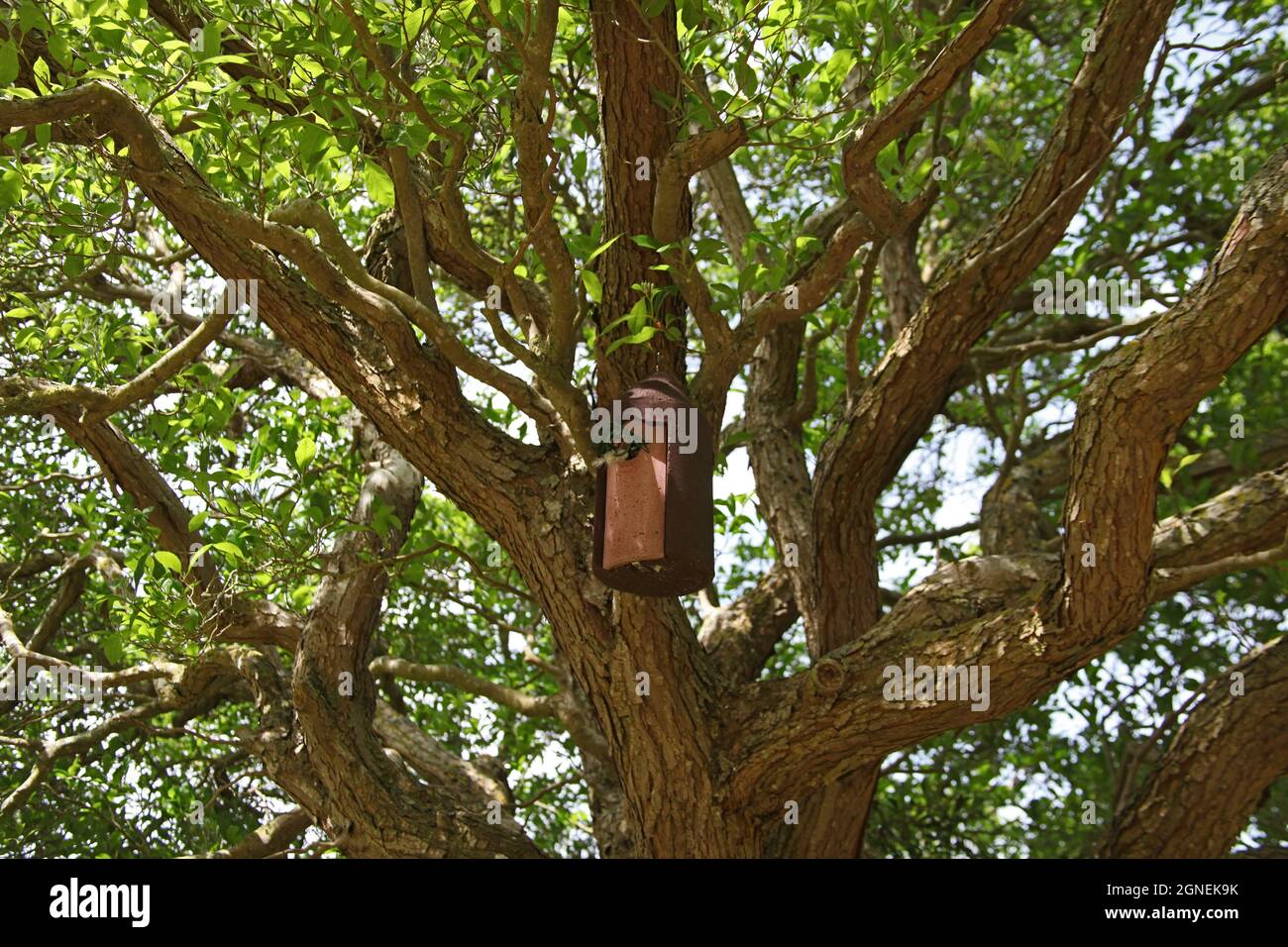 Une boîte de nid suspendue en bois à Montacute House, n° Yeovil, Somerset, Angleterre, Royaume-Uni Banque D'Images