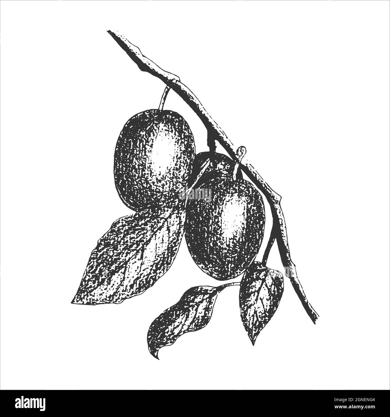 Branche de prune aux fruits, impression, empreinte, timbre, dessin à la main au crayon, style gravure, isolé, fond blanc. Illustration vectorielle Illustration de Vecteur