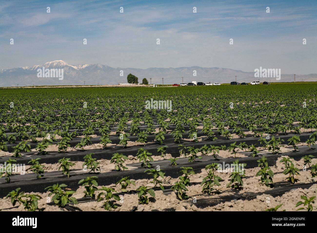 Agriculture irriguée intensive dans les vallées impériales et Coachella, dans le sud de la Californie. Banque D'Images