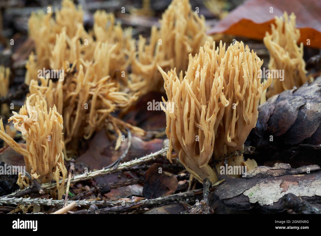 Champignon non comestible Ramaria eumorpha dans la forêt d'épinette. Groupe sauvage de champignons de corail poussant dans les aiguilles. Banque D'Images
