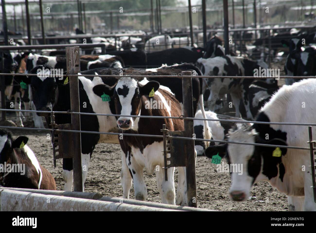 Agriculture irriguée intensive dans les vallées impériales et Coachella, dans le sud de la Californie. Banque D'Images