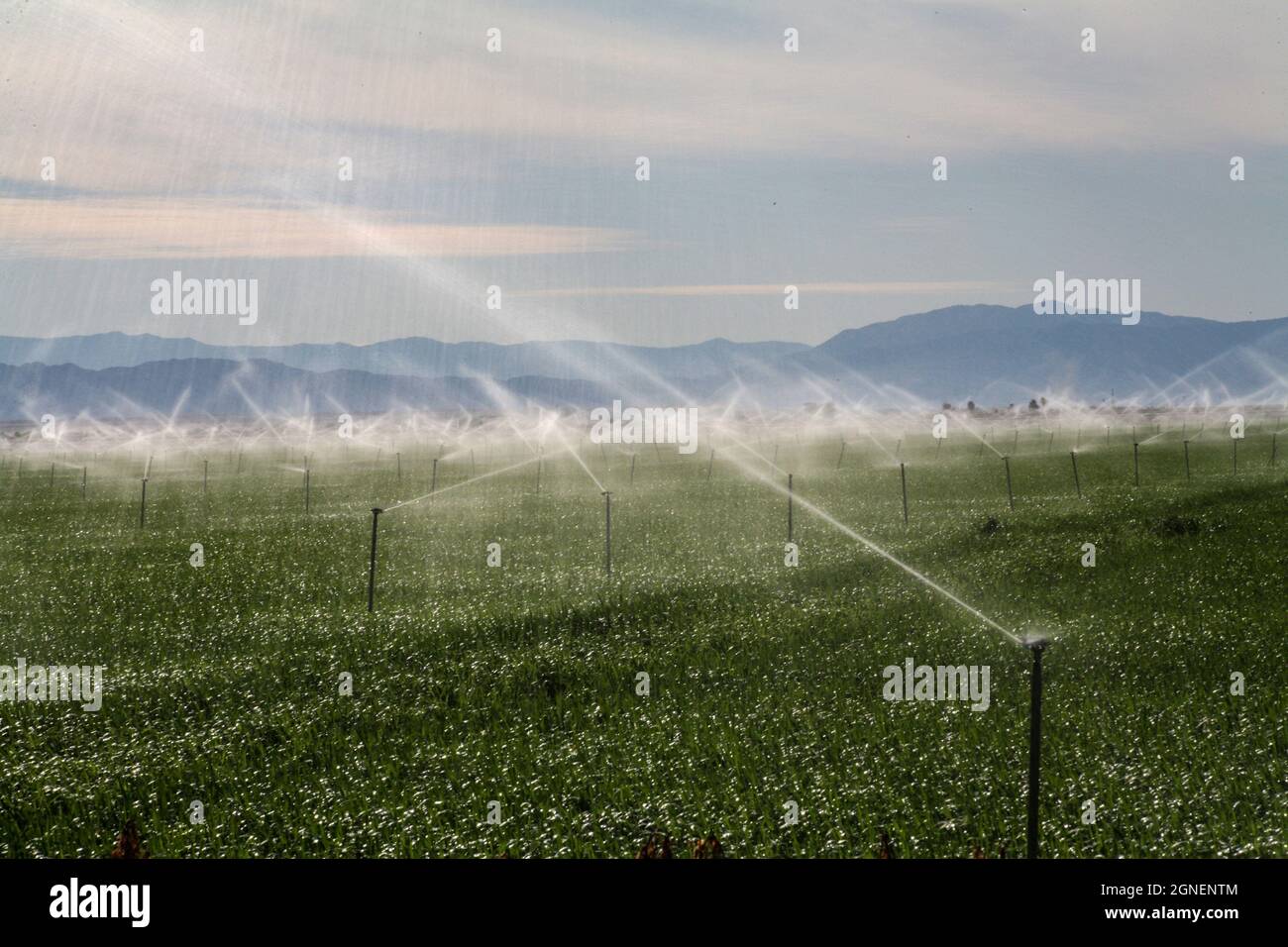 Agriculture irriguée intensive dans les vallées impériales et Coachella, dans le sud de la Californie. Banque D'Images