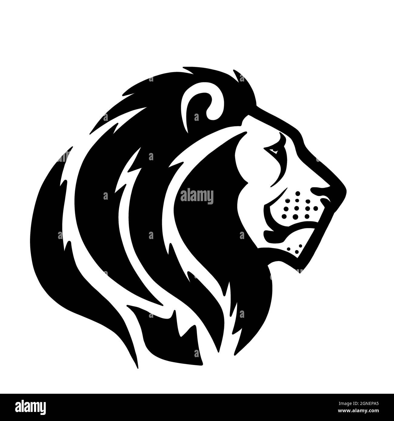 Un lion avec une bouche cisaillée. Le roi de la jungle. Un parent du tigre, panthère, léopard, couguar, guépard et chat domestique Banque D'Images