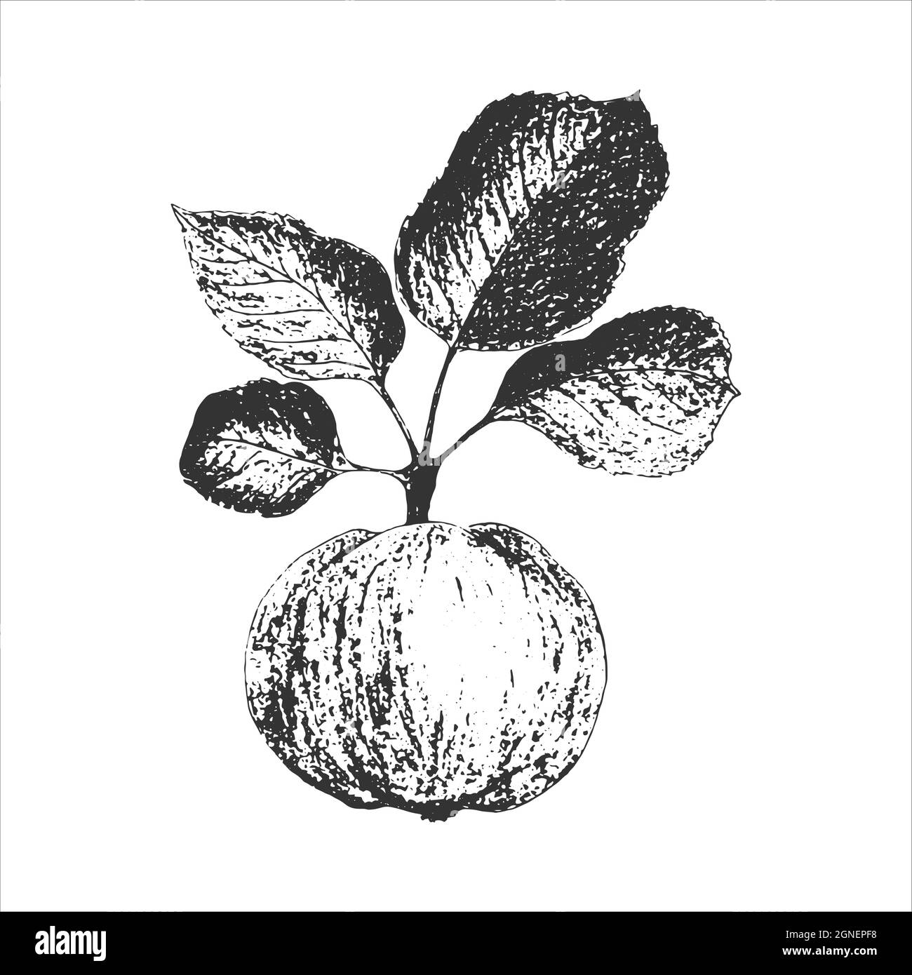 Branche de pomme avec fruits et feuilles, impression, empreinte, timbre, dessin à la main au crayon, style gravure, isolé, fond blanc. Illustration vectorielle Illustration de Vecteur