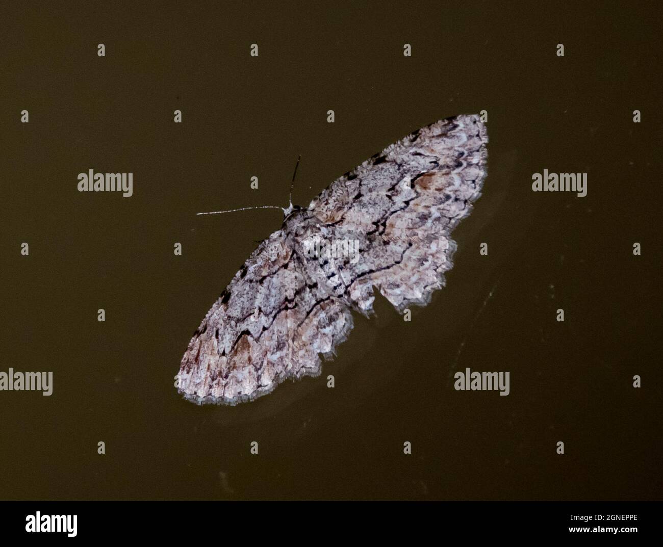 Papillon australien, diatenes aglossoides, avec des motifs complexes de brun et de blanc sur les ailes, sur une surface sombre. Été, Queensland. Copier l'espace. Banque D'Images