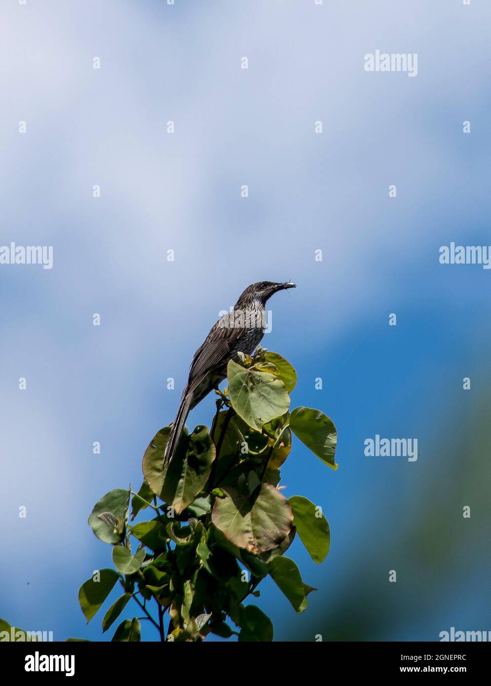 Petit oiseau de puissance australien, Anthochera chrysoptera, perché au sommet d'un arbre de Cottonwood, (Hibiscus tiliaceus), jardin du Queensland. Ciel bleu, espace de copie Banque D'Images