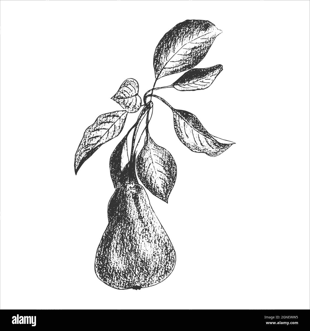Branche de poire avec fruits et feuilles, impression, empreinte, timbre, dessin à la main au crayon, style gravure, isolé, fond blanc. Illustration vectorielle Illustration de Vecteur