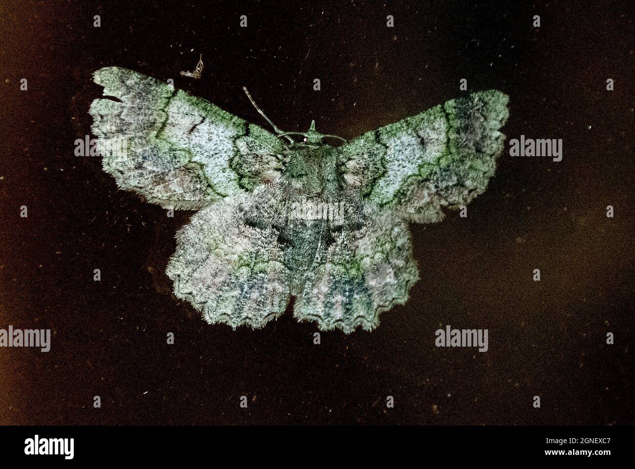 Papillon d'émeraude texturé australien, hypodoxa muscosaria sur fond sombre. Motifs verts, bruns et blancs complexes sur le dessus des ailes. Queensland Banque D'Images