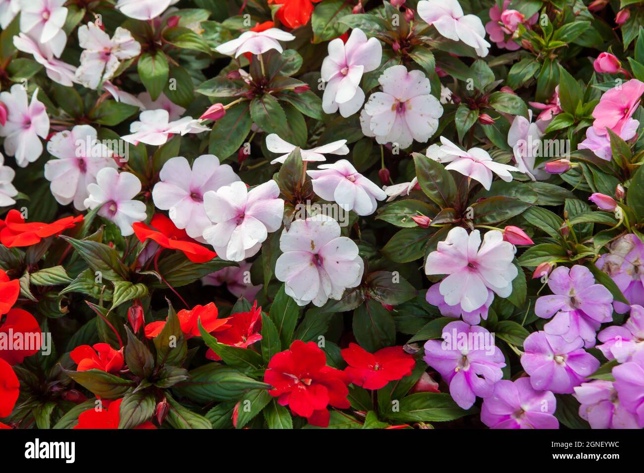 Fleurs pétunia colorées dans le jardin de près Banque D'Images