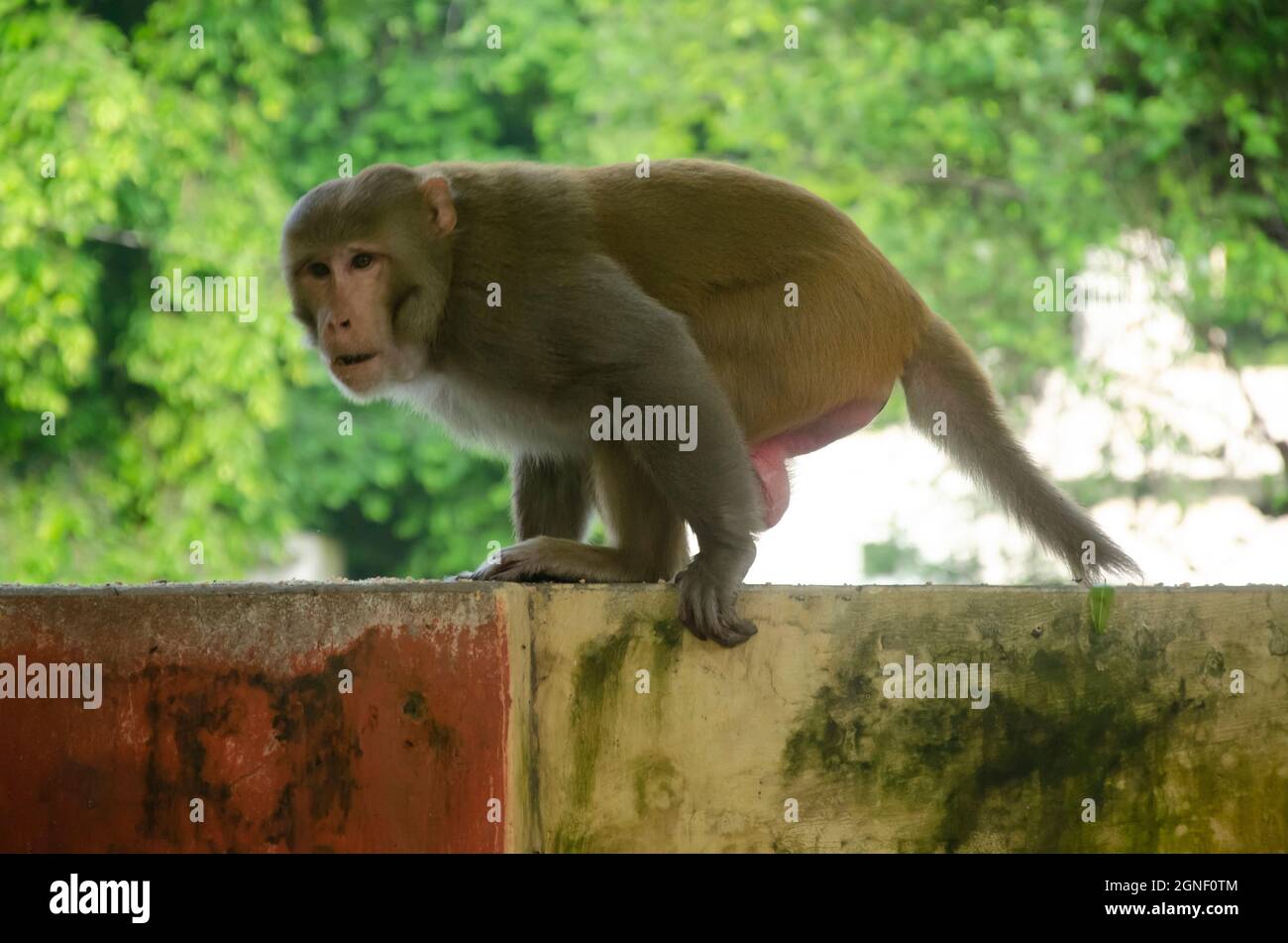 Accent sélectif sur la marche du singe en colère indien sur le mur dans le parc le matin. Banque D'Images